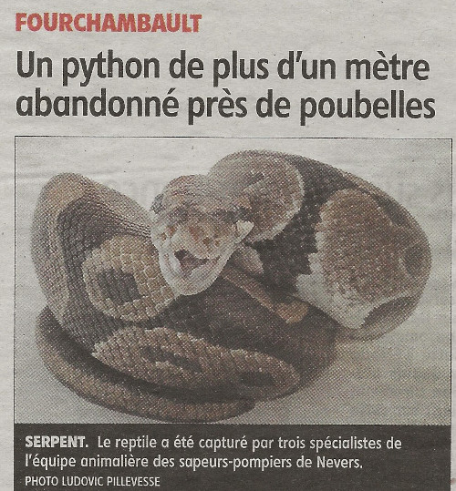 Article de journal sur l'abandon d'un python royal dans les rues de Nevers