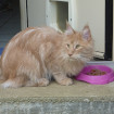 Simba Main coon