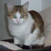 Molly Européen