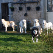 Gordon et sa bande Golden Retriever & Malamuth