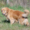 Casanova Golden Retriever