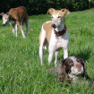 Farine Norte & Félipé Epagneul, whippet & galgo