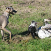 Joddy et Flora Whippet