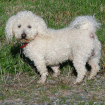 Doudou Bichon frisé