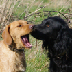 Chey & Sidi X Setter & X Epagneul