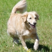 Akela X border collie