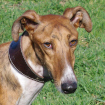 Félipé Galgo