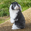 Alpha Lapin bélier