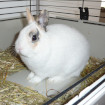 Pompon Lapin nain
