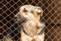 chien abandonné