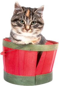 Accueil chat